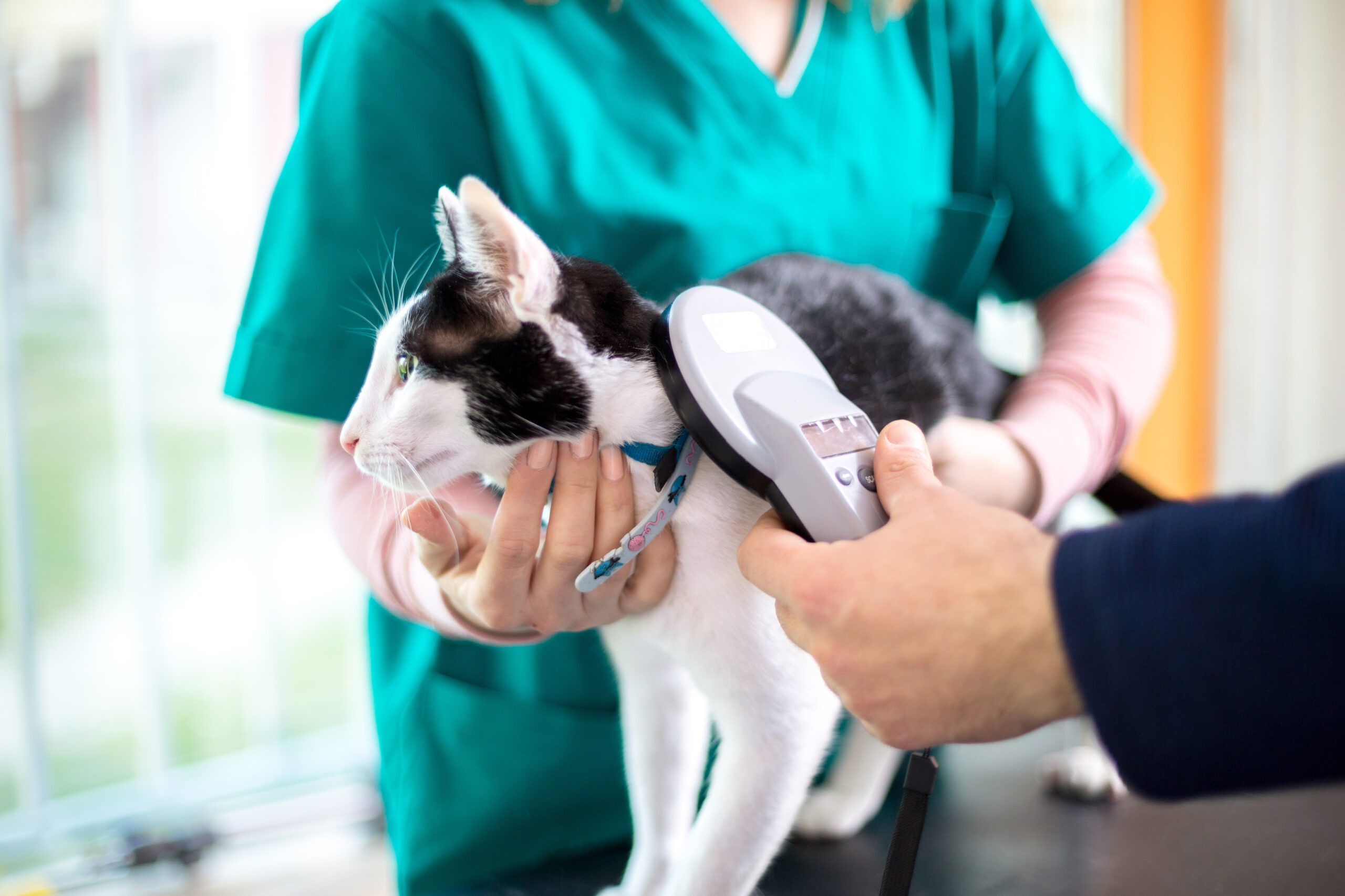 Microchipping